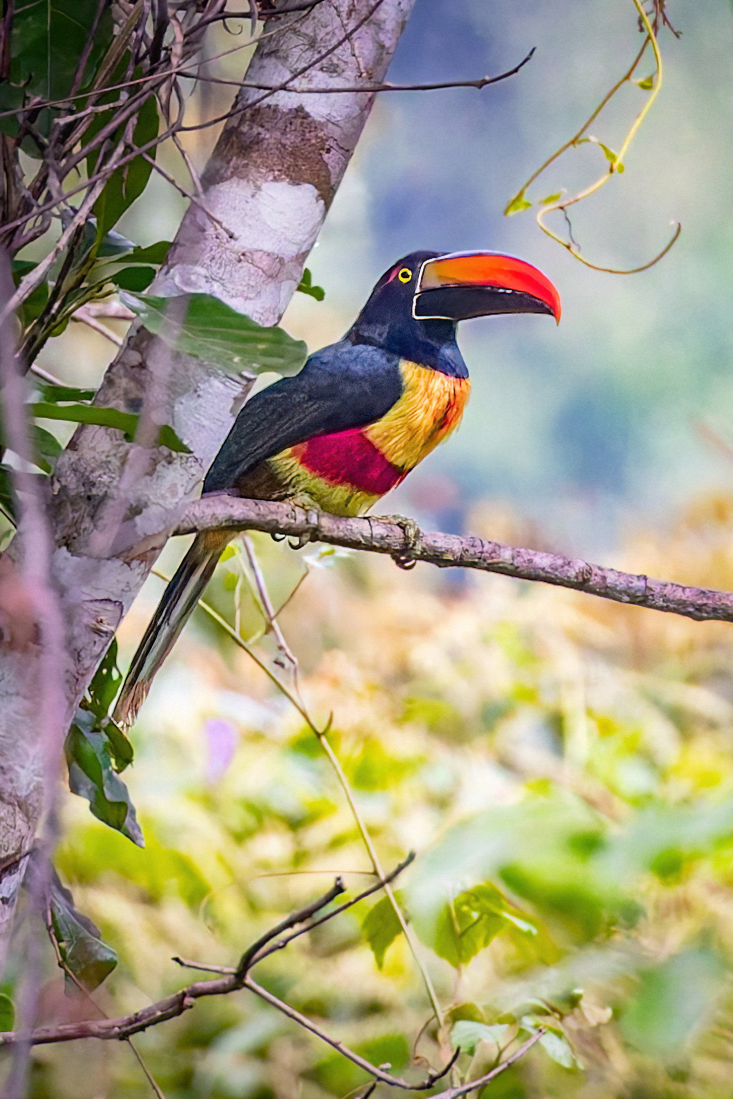 image Fiery-billed Aracari